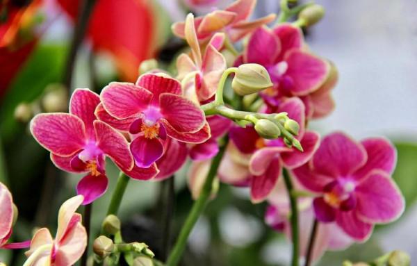 四種怕冷花，冬季養護易凍傷，早知道早預防，才能保住漂亮容顏