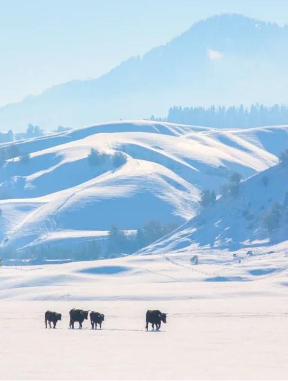這個冬天，至少要去那拉提一次