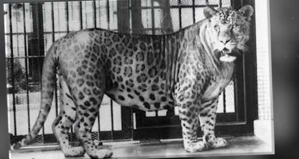 雜交動物：只看外貌，你能看出來這些動物的父母是誰嗎？