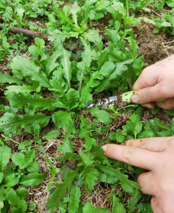 春天挖野菜，這些解膩清油的小嫩苗千萬別錯過