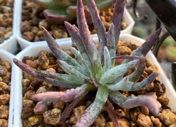養仙女杯多肉愛杜麗絲,3個細節把控好,莖葉茂盛又美麗 養仙女杯多肉愛杜麗絲,3個細節把控好,莖葉茂盛又美麗