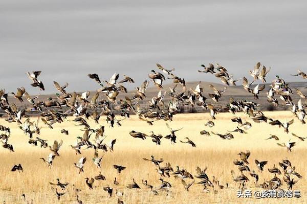 農業保險怎麼理賠，理賠標準是什麼？