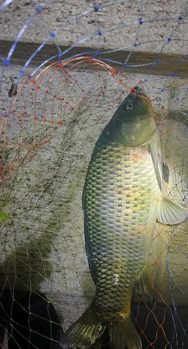 「十週年」深秋夜釣餌料使用要講究