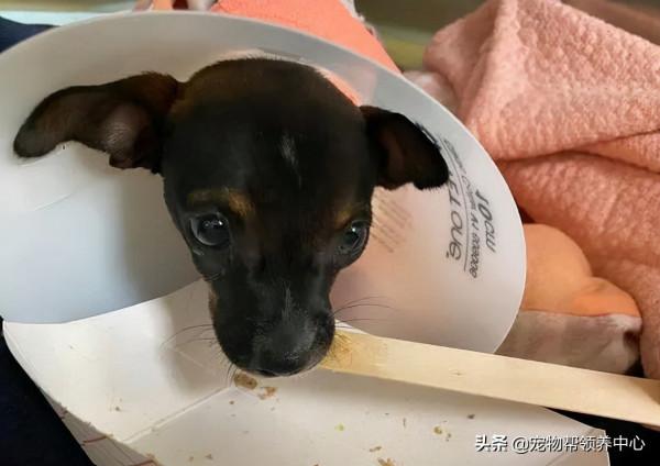 罕見畸形狗狗，許多獸醫沒把握，直到遇見他們，竟真有奇蹟