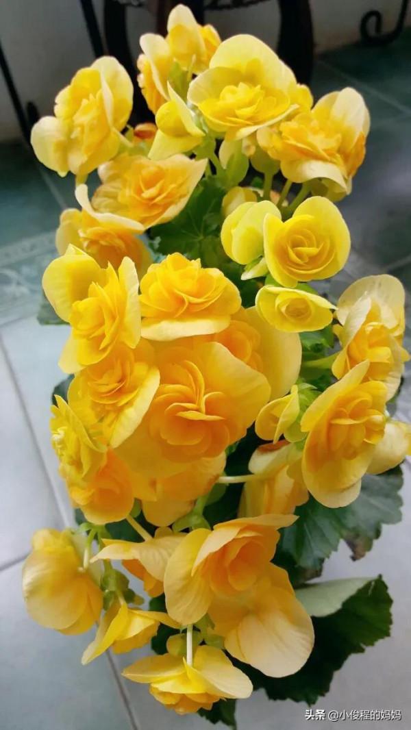 分享——麗格海棠花