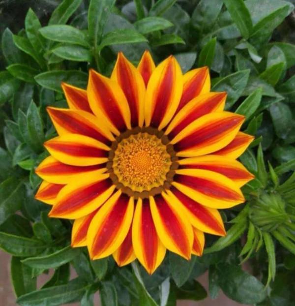 扶郎花一一非洲菊