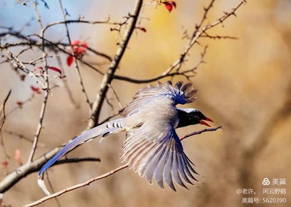 不為雞犬是戰狼，但看紅嘴藍鴉鵲