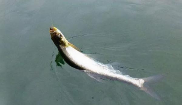 大力馬、尼龍線、碳線，哪一種才是最適合路亞的魚線