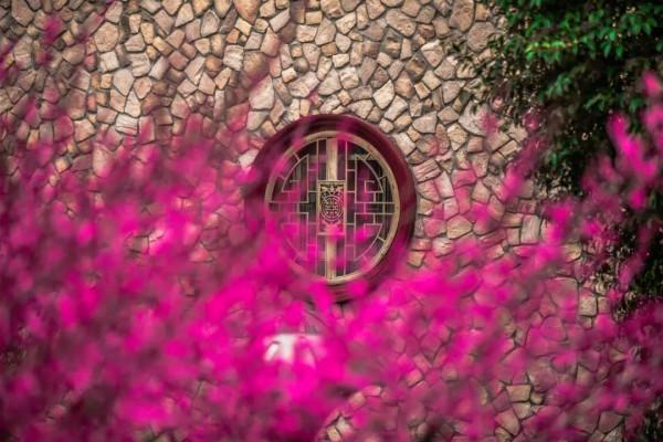 走，&OpenCurlyDoubleQuote;盤&rdquo;花去！慶元小城，花又開好了~