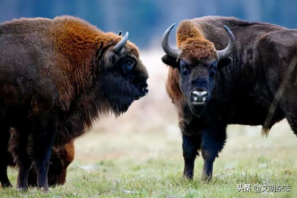 歐洲唯一現存的原始森林:白俄羅斯 • 比亞沃維耶扎原始森林——走進“一帶一路”國家的世界遺產和多元文化 歐洲唯一現存的原始森林:白俄羅斯 • 比亞沃維耶扎原始森林——走進“一帶一路”國家的世界遺產和多元文化