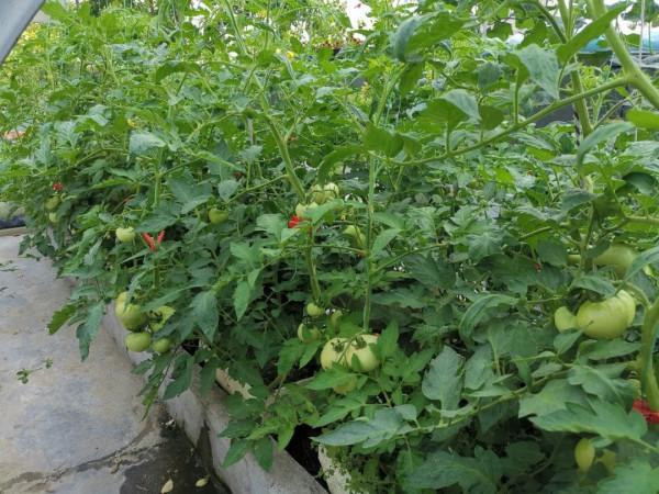 難忘的2021年樓頂菜園(上) 難忘的2021年樓頂菜園(上)