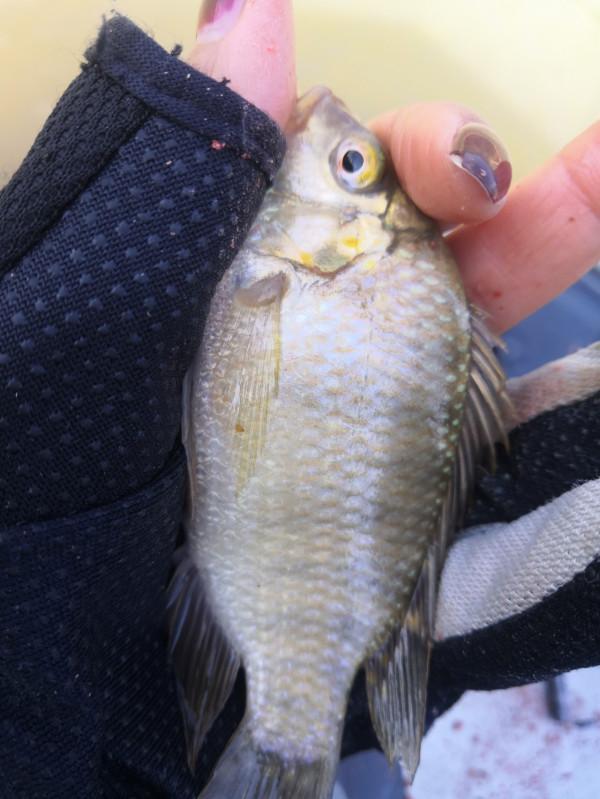 梅姐成功霸佔老公釣位,迎來新年開門紅 梅姐成功霸佔老公釣位,迎來新年開門紅