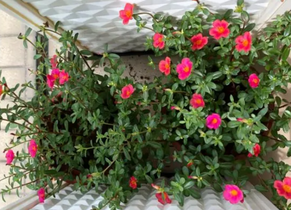 養花該不該買營養土？嫌貴自己配，不能少了這3樣東西