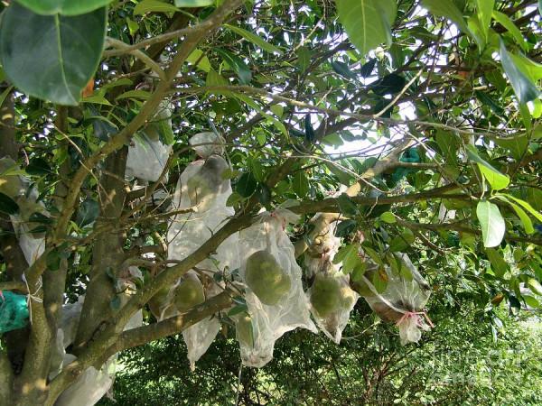 零下110℃裡的馬來西亞“國寶水果”，憑什麼在我國賣200元/斤？