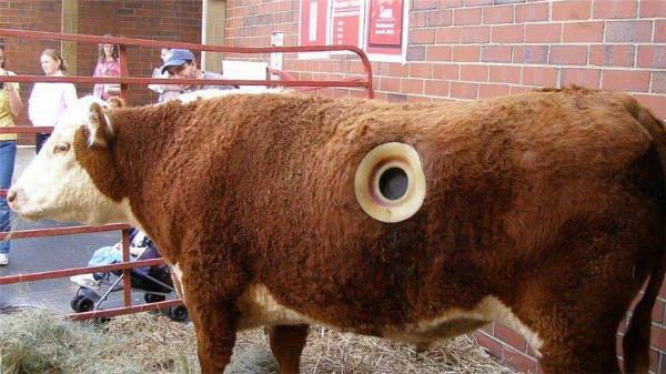 為什麼要在牛身上開個洞，還經常用手掏，難道它們不會痛嗎？