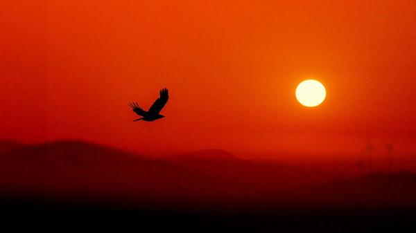 照片故事～霞光鳥影