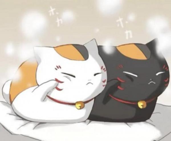 貓咪品種介紹大全！我們應該怎麼選擇適合自己的貓咪？