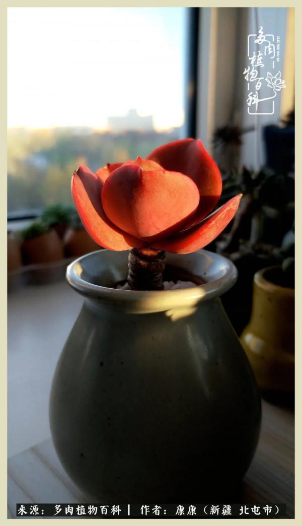 遠處都是風景，近處全是人生，眼前卻是多肉