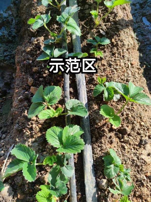 微藻生物技術助推草莓提質增產