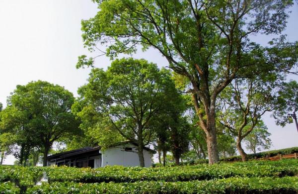 苦等5年，中國首條跨國高鐵通車了，雲南這座慢城正適合冬季出發