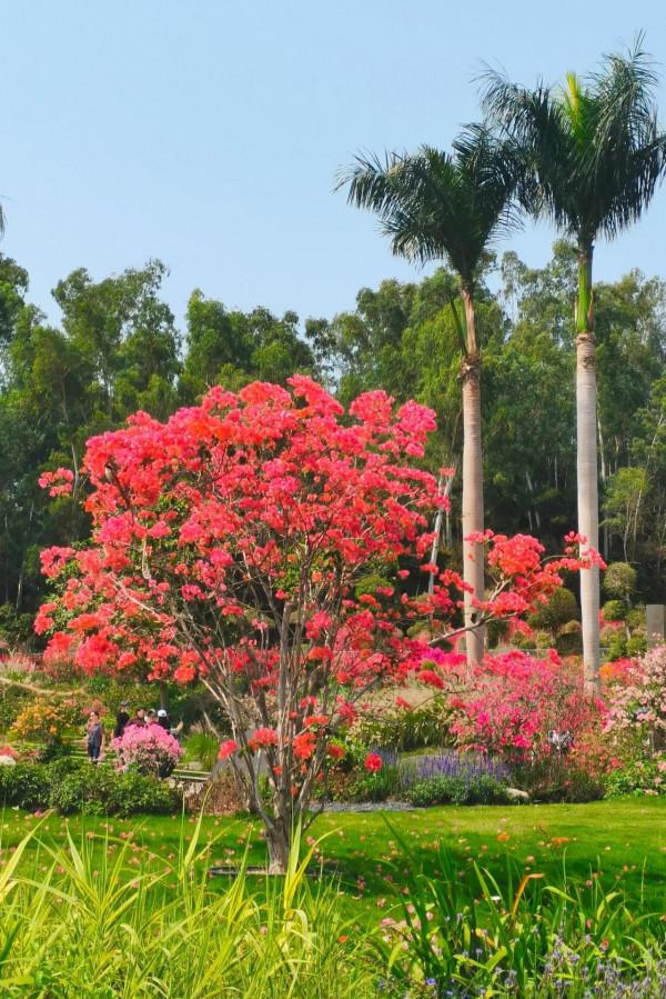 觀賞精品杜鵑 觀賞精品杜鵑