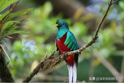 分享——稀奇古怪的鳥