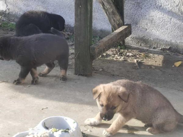 棄狗:怪只怪你的血統不夠高貴 棄狗:怪只怪你的血統不夠高貴