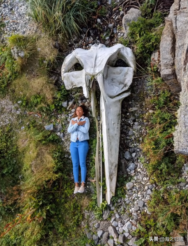 28張關於動物的對比照片,看完又漲知識了 28張關於動物的對比照片,看完又漲知識了