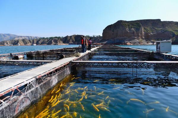 “死亡之海”涅槃重生,創造上億產值,中國人如何在沙漠養魚的? “死亡之海”涅槃重生,創造上億產值,中國人如何在沙漠養魚的?