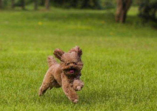 泰迪狗多大開始可以訓練？收藏好這4個訓練秘籍，能讓你很快馴服