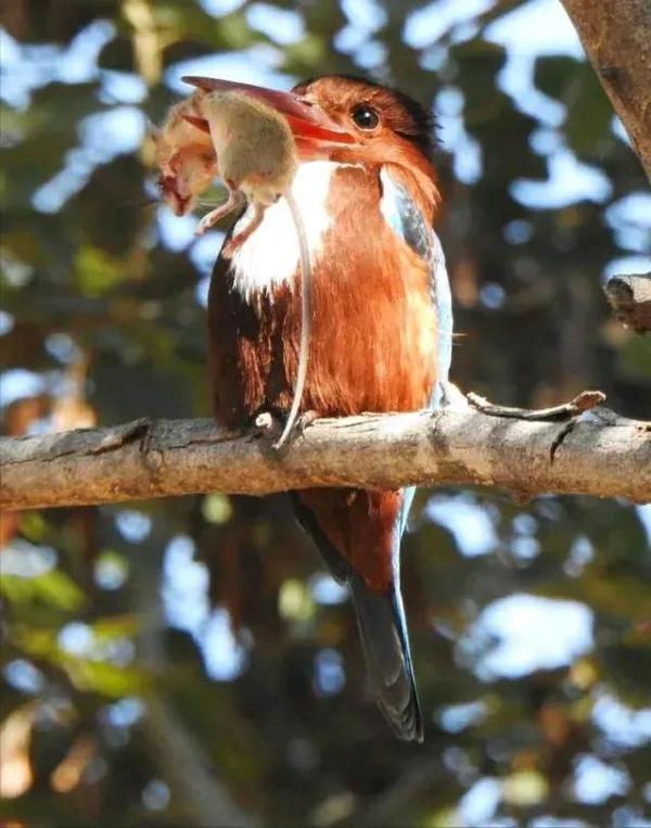 動物界奇趣瞬間抓拍，豐富多彩，異彩紛呈，難得一見，太驚豔了