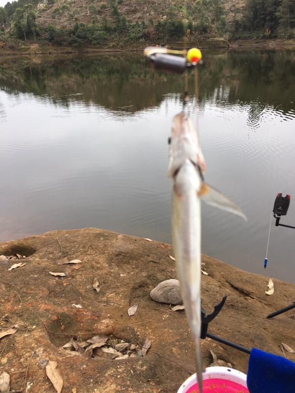 釣魚“奇”招數：磯竿滑漂遠投釣法，一招制勝