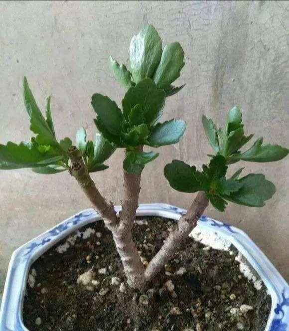 秋季長壽花要修剪就要趁早了，晚了今年可能就不開花了