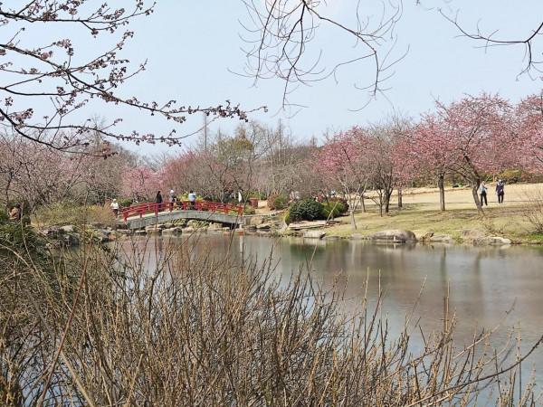 黿頭渚櫻花先睹為快