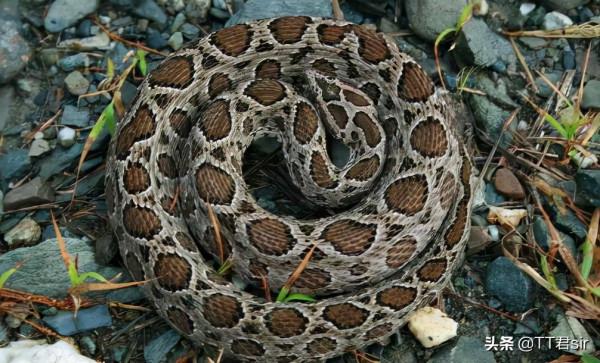 泰國圓斑蝰有多毒?被咬傷者:寧願被眼鏡蛇咬也不願意被它咬傷 泰國圓斑蝰有多毒?被咬傷者:寧願被眼鏡蛇咬也不願意被它咬傷