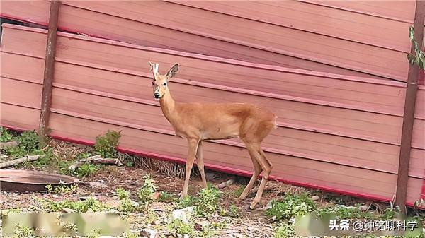 傻狍子摔劈叉！狍子傻到這份上都沒滅絕，為什麼遇到人類就慫了？