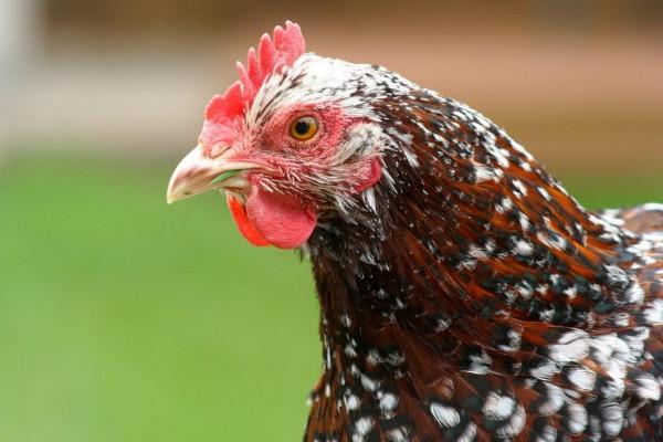 雞頭的超強防抖能力，到底有多逆天？人類科技有它穩嗎？