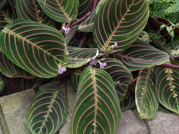 8種葉子長滿條紋的觀葉植物，很小眾的室內綠植，顏值可真不低