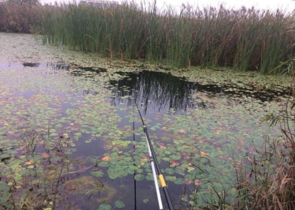 秋分到，秋收忙，野釣釣點這麼找，打窩誘魚能事半功倍