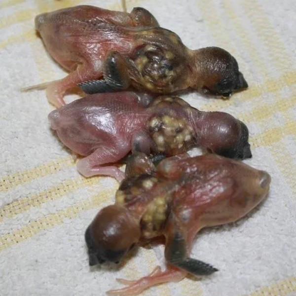 七彩文鳥的動感光波