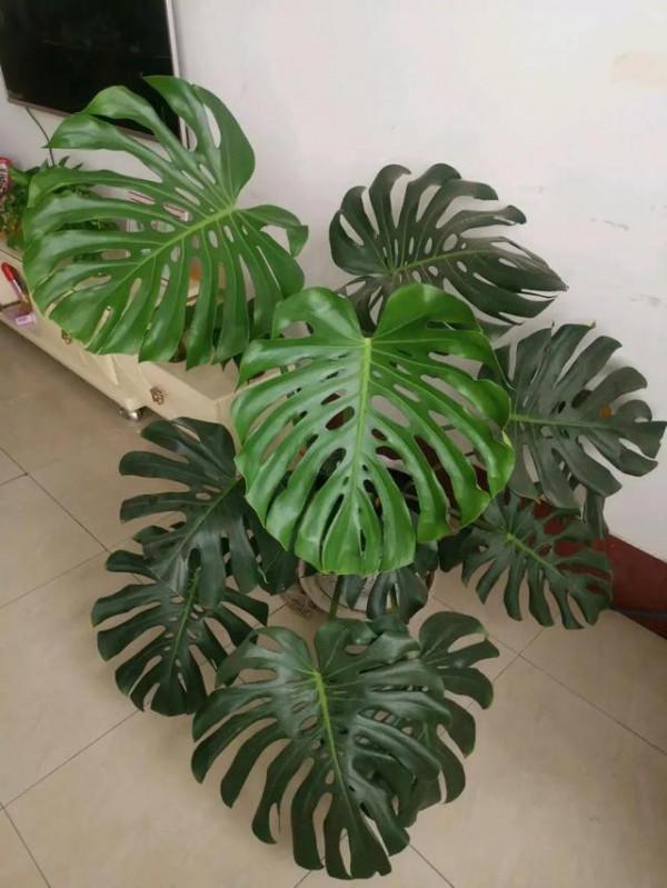 “100種花”適合養在陽臺上，一個比一個好看，還很好養護