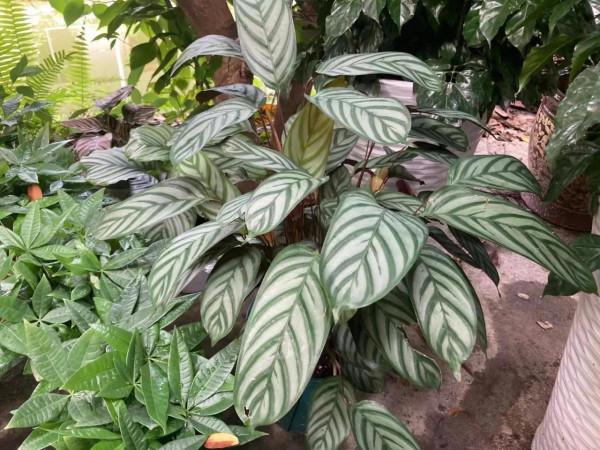 冬季花市最常見的植物哪些怕冷？這裡總結了十多種，你養過嗎