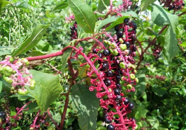 “越漂亮的花越有毒”!認識11種“有毒植物”,遠離危害 “越漂亮的花越有毒”!認識11種“有毒植物”,遠離危害