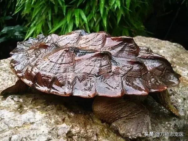 異寵大軍來襲,這些常見的寵物龜龜你都知道嗎? 異寵大軍來襲,這些常見的寵物龜龜你都知道嗎?