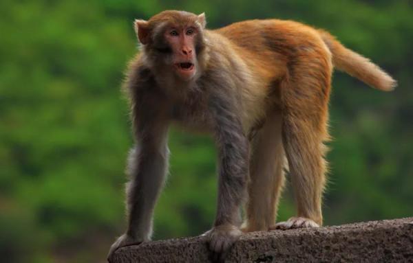 十二生肖的起源 十二生肖的起源