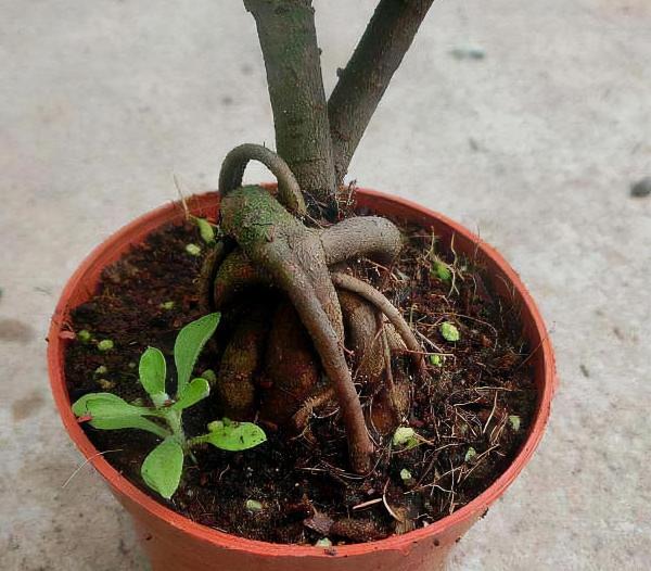 這種樹價格超“便宜”，“有錢人”卻最愛養，旺運養人寓意好