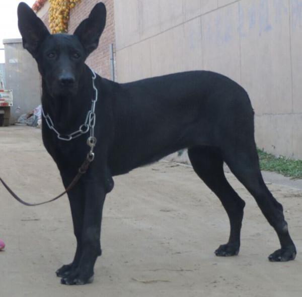 最“兇”的幾種狗，喜歡撲人咬，遇見了趕緊躲開