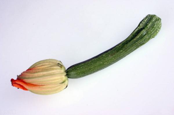 很獨特的花兒，不忍心獨享。你可能沒見過幾樣。有幾種你認識的？