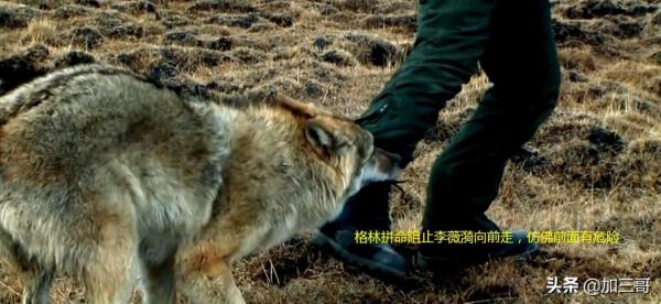 紀實電影《重返狼群》－尋找狼群，小狼格林牽馬救母