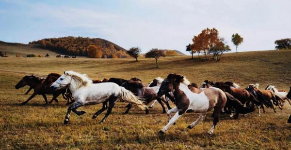 烏蘭布統的迷人秋色